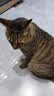 皇家猫粮 室内成猫粮 I27 通用粮 12月以上 2KG 实拍图