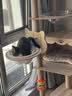 唐米吉吉加粗大型猫爬架猫窝猫树一体太空舱猫架子小户型不占地剑麻猫玩具 【154cm大平台双舱猫爬架】加大椭圆太空舱 实拍图