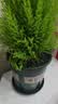 九千谷花盆加仑盆 园艺种植家用塑料花盆兰花盆带托盘24*24cm3个装5082 实拍图