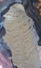 babycare皇室狮子王国弱酸纸尿裤bbc宝宝尿片夏季超薄透气婴儿尿不湿尿片 迷你装NB码 1包 34片 【体重≤5KG】 实拍图