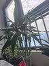 花翁富贵竹水培绿植招财转运室内客厅水养花卉盆栽植物文昌竹源头直发 实拍图