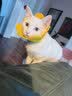 拜达尔猫咪专用驱虫药体内外一体非泼罗尼驱虫宠物幼猫外驱3支+内驱12片 实拍图