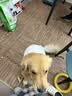 网易严选犬粮全价三拼鸭肉梨狗粮冻干 清火美毛去泪痕 泰迪比熊10kg囤货装 实拍图