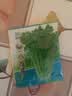【限时优惠】随种随吃调料菜种子组合春季四季种耐热阳台盆栽蔬菜 小叶香菜种子2包约2000粒 一包约1000粒 实拍图