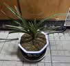 劉閣蘭花兰花苗世界上超香四季兰帝王妃 金边矮种夏带浓香花苞花卉盆栽 3大壮苗+硬塑黑盆+2包土 实拍图