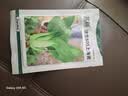 北蔬香菜种子苗大叶芫荽抗寒冬根四季菜籽 大叶香菜籽种子20g约2000粒 实拍图