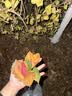 立白大师香氛洗衣液 鸢尾薰衣草15斤装持久留香72h 品质严选 实拍图