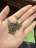 汉上锦新茶茶叶汉中炒青绿茶 陕青西乡特炒手工茶 实拍图