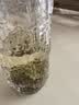 十月稻田 薏仁米 2斤 可煮薏米水 五谷杂粮 红豆薏米水 煲汤泡水 实拍图