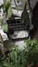 腆宠宠物航空箱小号 猫咪航空箱猫狗 猫包猫笼外出车载猫箱狗狗托运 实拍图
