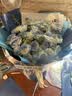 领香鲜花速递33朵香槟玫瑰花束送老婆表白女友生日礼物全国同城配送 33朵碎冰蓝玫瑰花束—星辰大海 实拍图