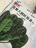 ldeal理想农业 红根大圆叶菠菜种子蔬菜种籽夏季阳台种菜高出芽率种子 实拍图
