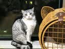 网易严选全价冻干双拼猫粮3.0成猫幼猫干粮鲜鸡肉7.2kg【囤货装】宠物金选 实拍图