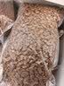 Orijen【多猫家庭】渴望猫粮  成猫幼猫粮 原味鸡肉进口7.2kg效期27/6 实拍图