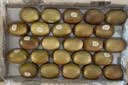 佳沛（zespri）金奇异果25-27粒原箱特大果124-146g猕猴桃水果礼盒 实拍图