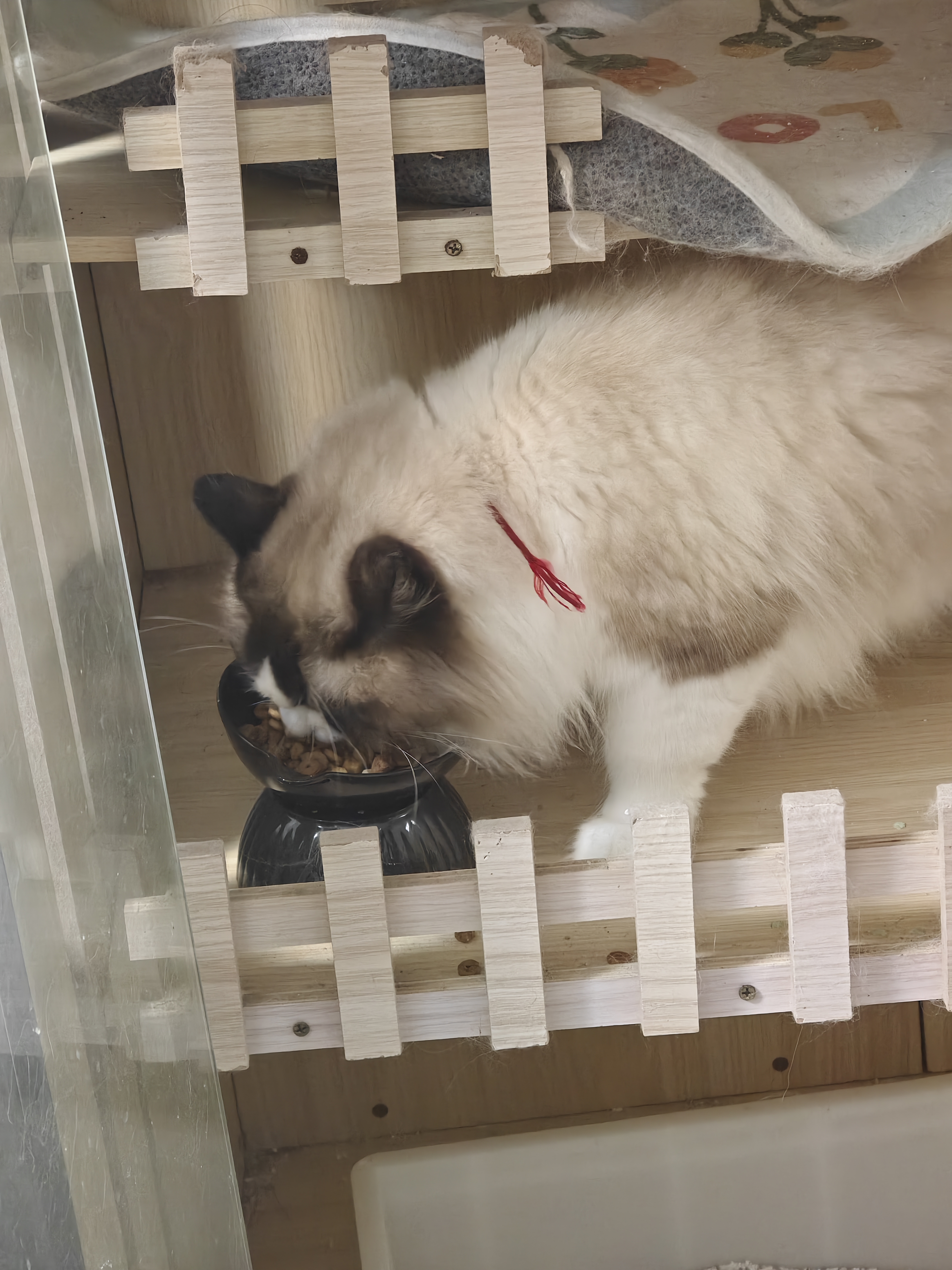 皇家猫粮 成猫猫粮 营养均衡 F32 通用粮 1-7岁 2KG 实拍图