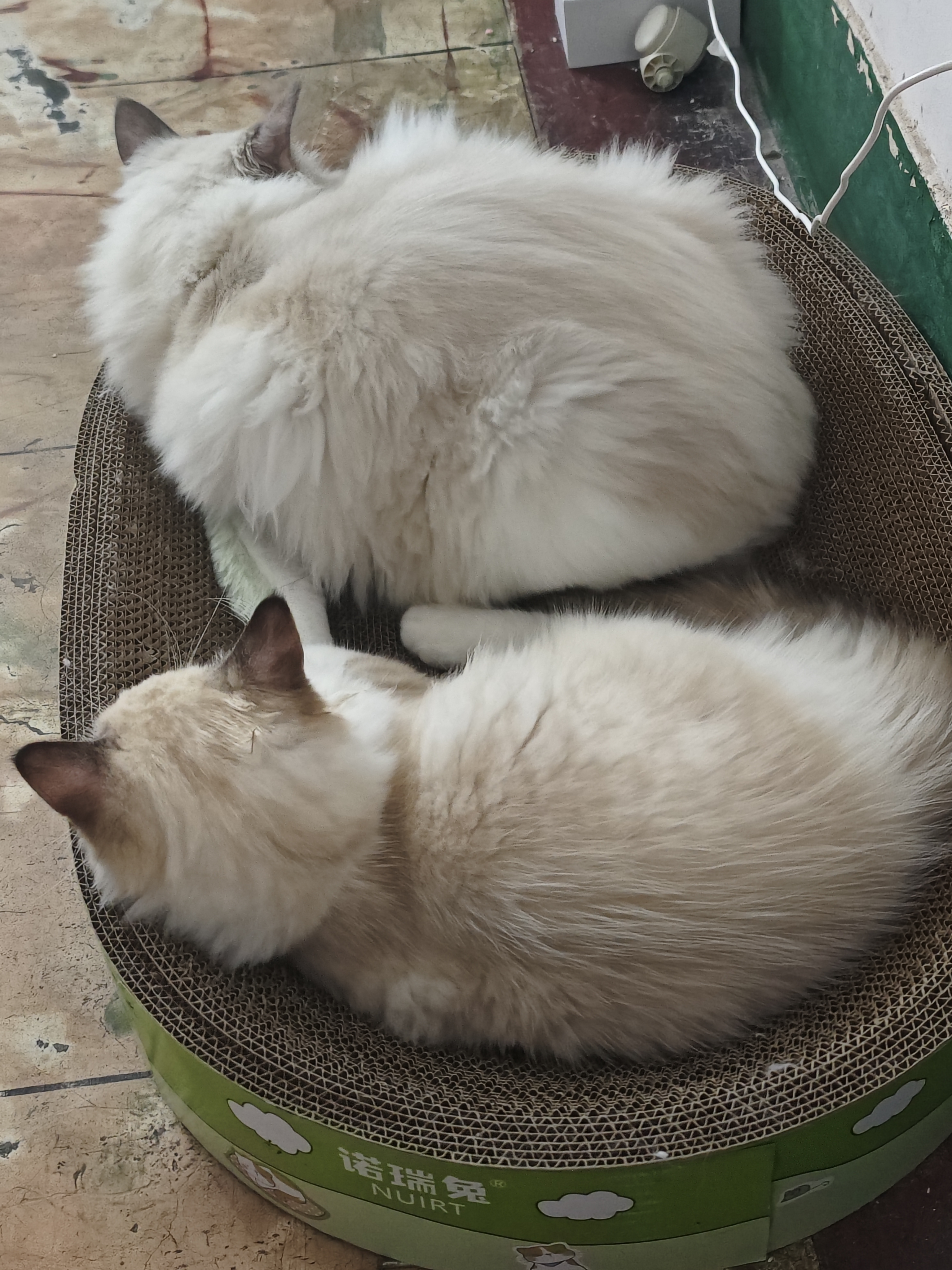 皇家猫粮 幼猫猫粮 幼猫奶糕 K36 通用粮 4-12月 2KG【宠物金选】 实拍图