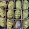 佳沛（zespri）新西兰金奇异果12粒特大果124-146g猕猴桃水果礼盒 实拍图