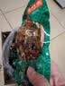 德州扒鸡熟食零食休闲食品独立包装藤椒味德州扒鸡大鸡腿65g*14 实拍图