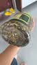 良品铺子高钙DHA藻油海苔拌饭碎280g儿童零食无添加芝麻紫菜碎宝宝拌饭 实拍图