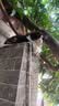 佰萃金标猫粮全价双拼猫粮天然粮三文鱼蛋黄双拼猫干粮成猫粮10kg 实拍图