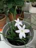 爱丽思（IRIS）Deepot花盆加厚树脂控根圆口绿萝绣球月季多肉发财树塑料加仑花盆 10号白色(口径约32.8cm)约15L 实拍图