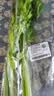 大芹菜约500g 实拍图