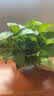 京东绿植绿萝盆栽除甲醛花卉绿植办公室新房净化空气180加仑4盆装源头直发 实拍图