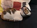 欢宠网伊丽莎白圈猫宠物狗猫咪狗狗绝育软项圈头套脖套防舔防咬脖圈耻辱 实拍图