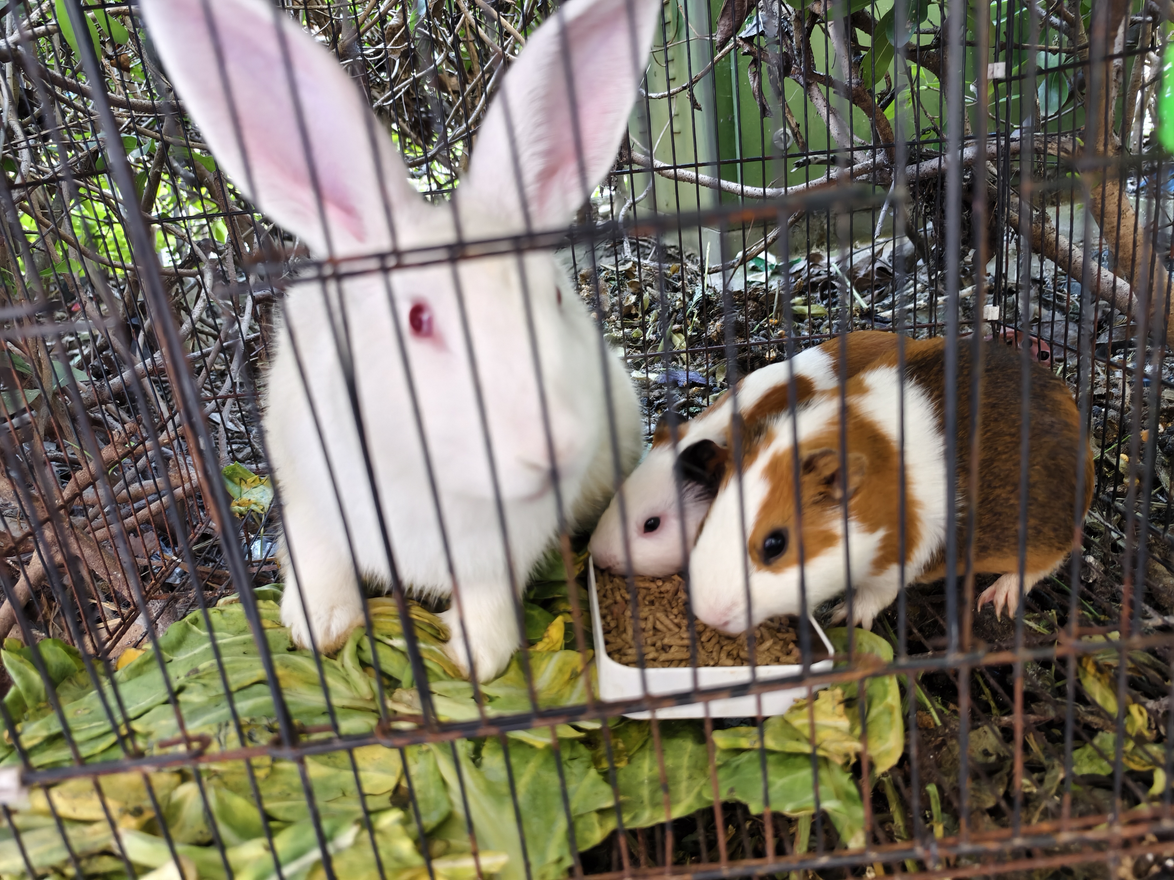 洁西（JESSIE）综合通用天竺鼠粮 荷兰猪粮豚鼠粮食饲料主粮2.5kg 实拍图