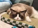 LEGENDSANDY蓝氏 全价猫粮成猫幼猫生骨肉冻干粮猎鸟乳鸽系列兔肉口味1.5kg*3 实拍图