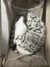JKULNING宠物密封储粮桶【3L】 猫粮狗粮防潮桶宠物零食存储防串味收纳盒 实拍图