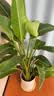花财主天堂鸟盆栽办公室大型绿植客厅鸭脚木植物家用吸甲醛净化空气好养 6-7株天堂鸟1.4-1.5m【圆柱盆】 实拍图
