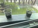 北蔬 太阳花种子苗盆栽绿植花卉植物儿童观察礼物 儿童太阳花小盆栽 实拍图