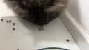 网易严选全价猫粮4.0成幼猫三文鱼亮毛养胃深海鱼虾1.8kg*4袋【宠物金选】 实拍图
