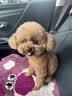 愛肯拿（ACANA）【宠物金选】狗粮清火 鸭肉梨成犬幼犬 低敏进口粮6kg效期27/8 实拍图