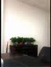 小冤家绿萝盆栽室内花卉绿植绿箩水养花卉盆景桌面办公客厅水培大叶绿色 精品180#绿萝1盆装【买2盆送1盆】 实拍图