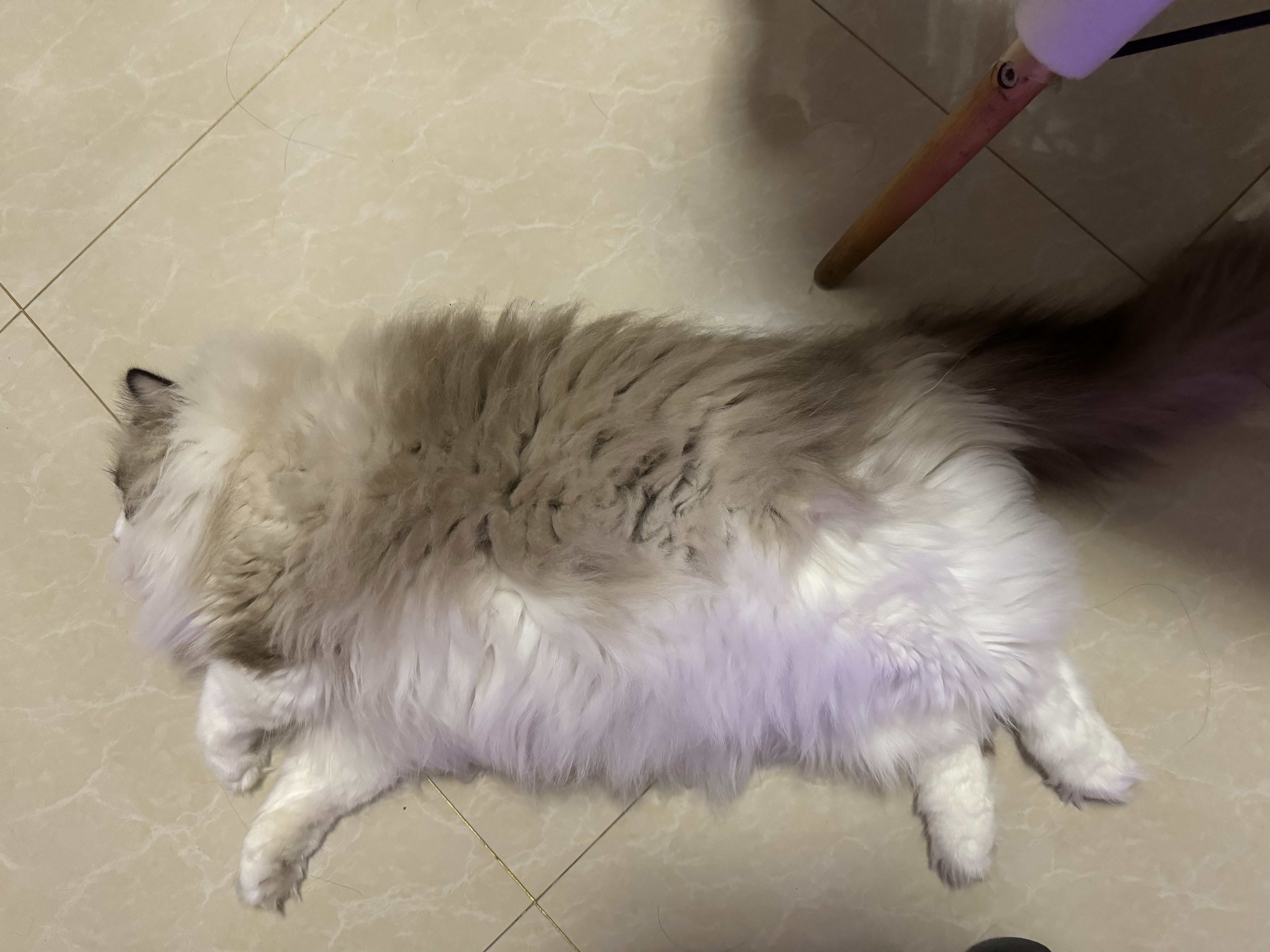 麦德氏IN犬猫高钙0乳糖绵羊奶粉10g/袋8倍乳铁蛋白新生幼犬猫羊奶粉 实拍图