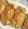 【活蟹】漁家师傅大闸蟹全母3.0-3.3两8只去绳足重鲜活螃蟹现货生鲜水产礼盒金秋送礼 实拍图