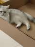 麦富迪猫粮 超肉粒冻干双拼成猫粮美毛护肠胃 三文鱼2kg 实拍图