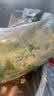 【水果菜】芝麻菜150g 实拍图