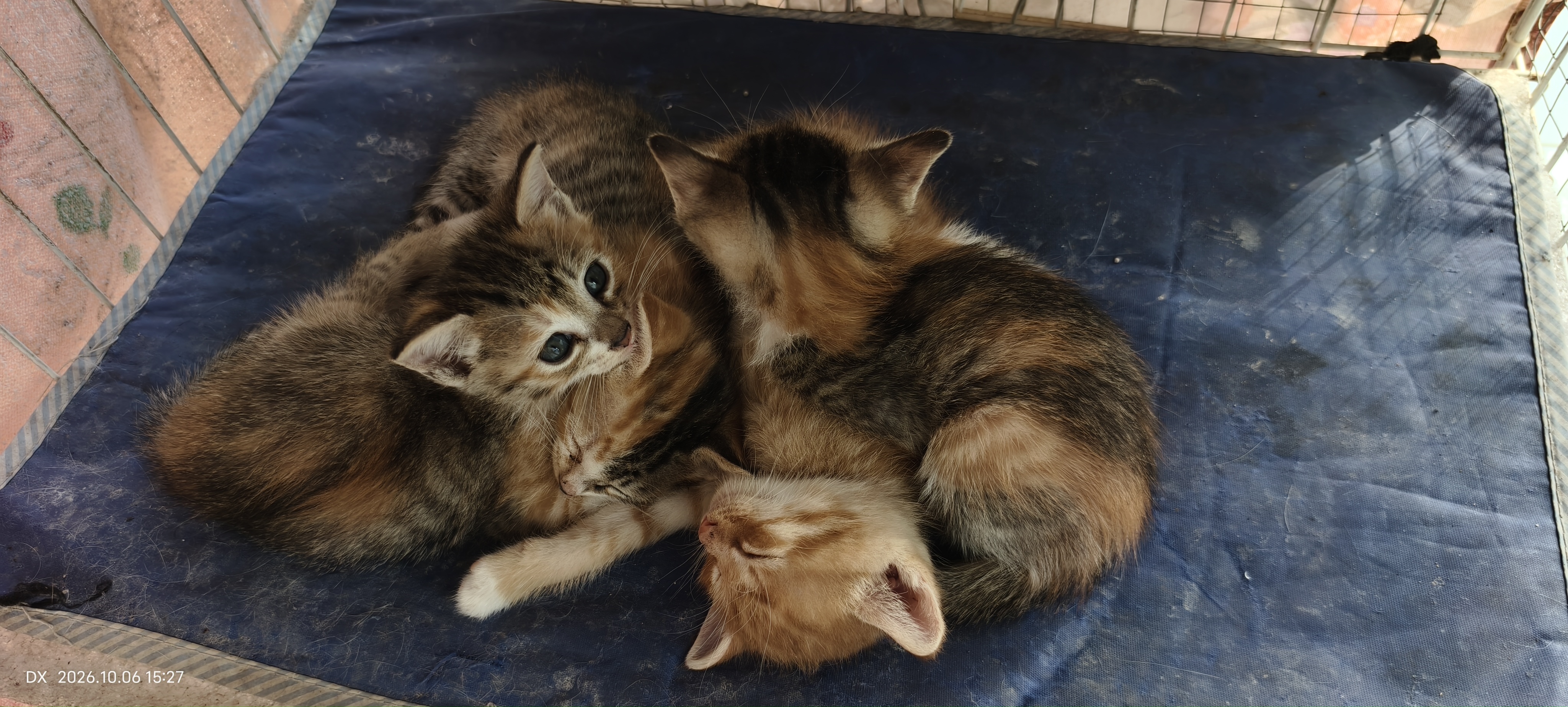 麦富迪猫粮 超肉粒冻干双拼成猫粮美毛护肠胃 三文鱼2kg 实拍图