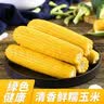 京鲜生东北黄糯玉米净重3.5斤 8根*220g+ 真空包装加热即食 源头直发 实拍图
