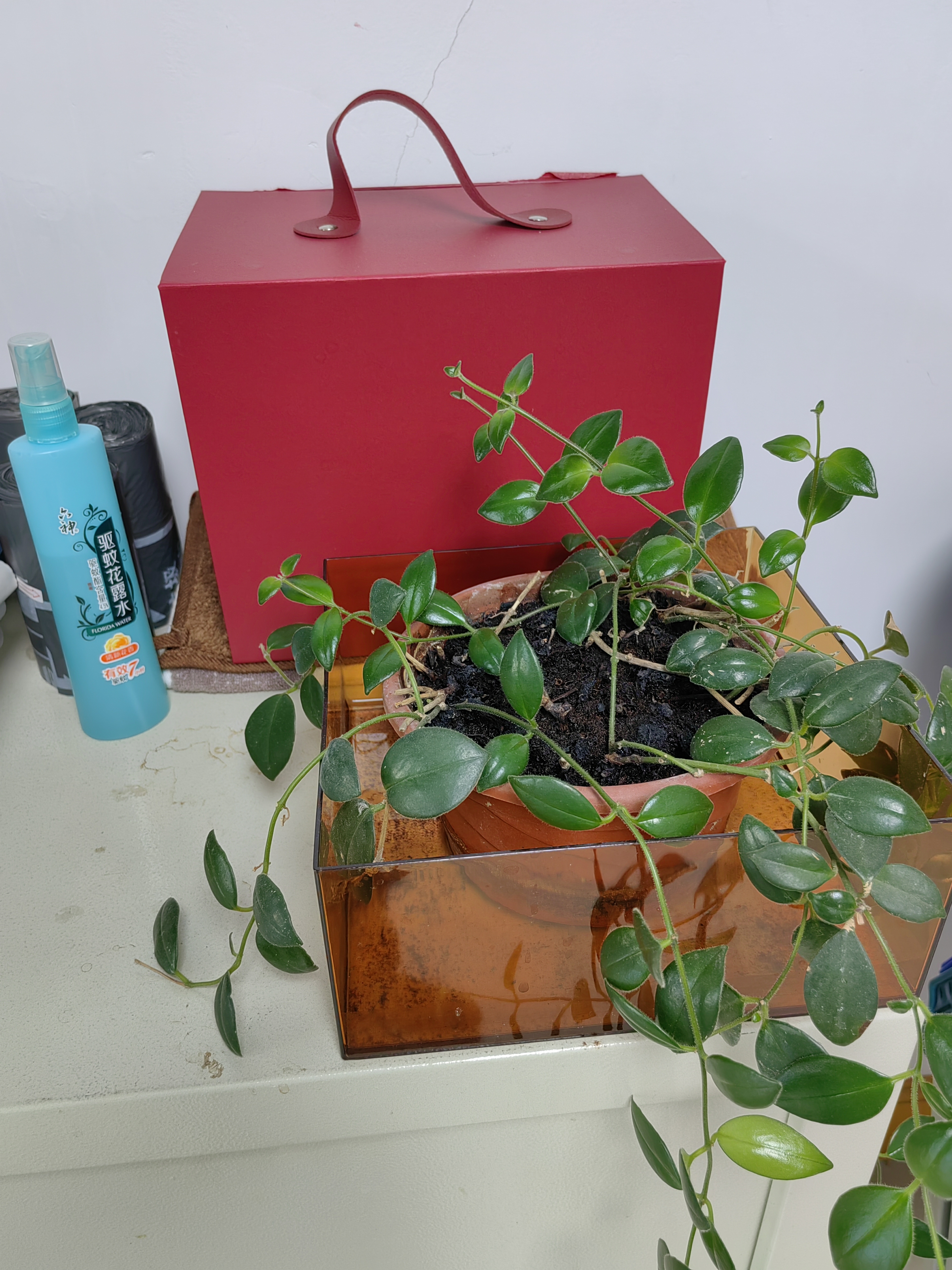 八马茶业三茶组合茶叶154.8g红茶金骏眉大红袍铁观音非遗工艺礼盒 实拍图