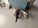 皇家猫粮 室内成猫粮 I27 通用粮 12月以上 10KG 实拍图