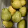京觅福建软红心芭乐 番石榴 应季低糖净重4.5斤 单果150g  源头直发 实拍图