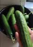 【水果菜】荷兰水果黄瓜约400g 实拍图