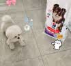 希尔思Hill‘s进口狗粮低敏成犬粮15磅 希尔斯狗粮小型犬大型犬通用狗粮 实拍图