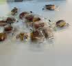 三只松鼠梅有芒果100g青梅芒果干果脯无核酸甜可口蜜饯梅子酸甜儿童零食 实拍图