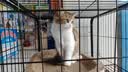 红狗 化毛膏10g 营养宠物狗狗猫咪微量元素维生素去毛吐毛膏化毛球片 实拍图